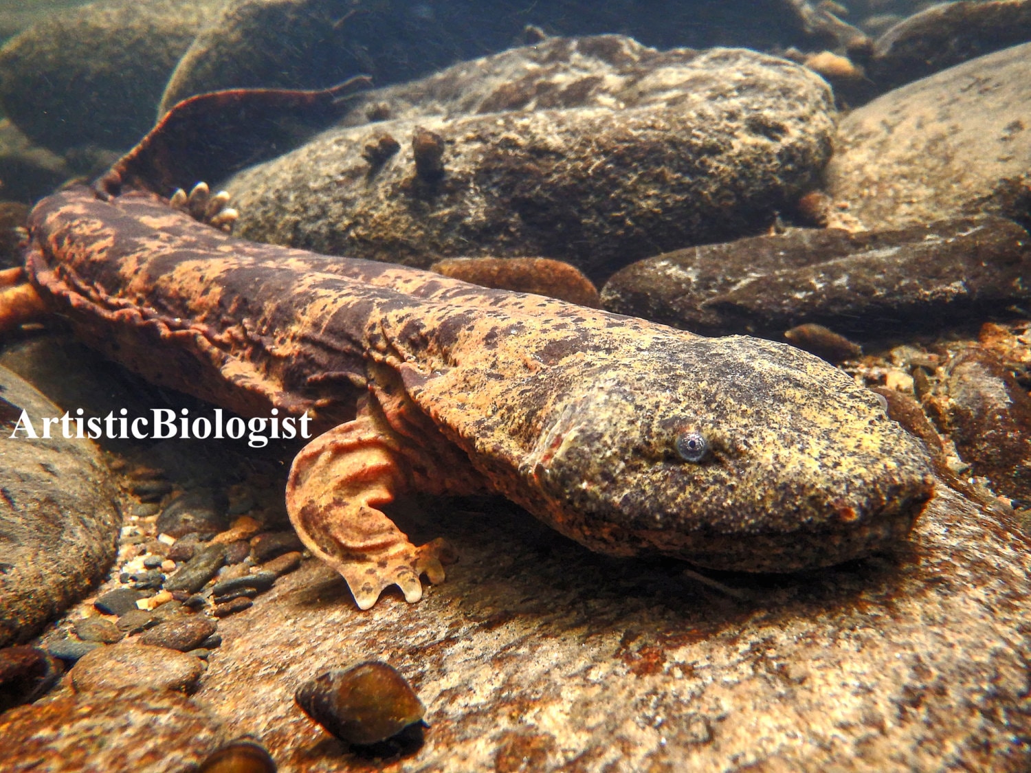 Hellbender Salamander cryptobranchus Alleganiensis Fine Art Print, Cherokee  National Forest, TN 