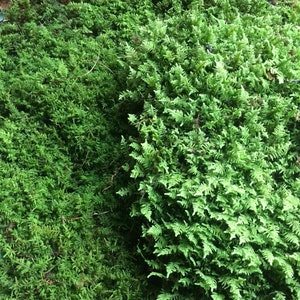 May include: A close-up of a patch of green moss with a fern growing in the center.