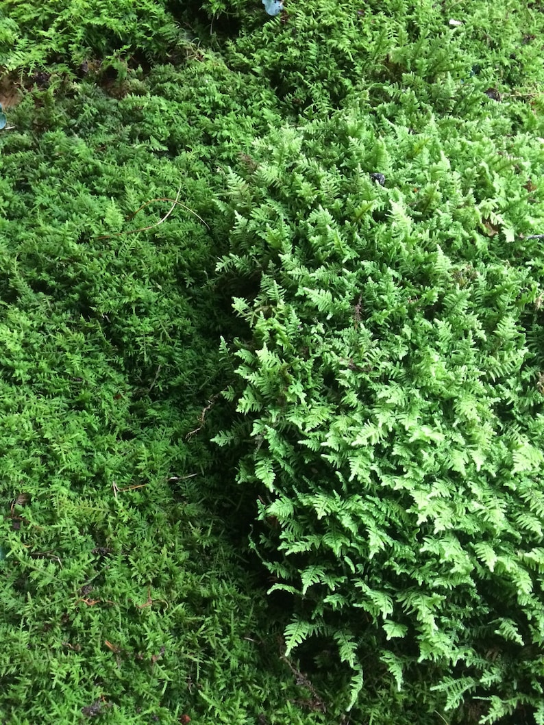 May include: A close-up of a patch of green moss with a fern growing in the center.