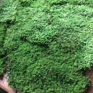 Fresh, green sheet moss for decorations