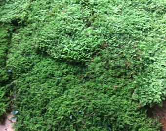 Bulk Sheet Moss ~ Feather Moss 8 square feet, Fresh Moss, NOT PRESERVED, Moss Mats, Woodland Wedding Decor, Floral Supplies, Kokedama