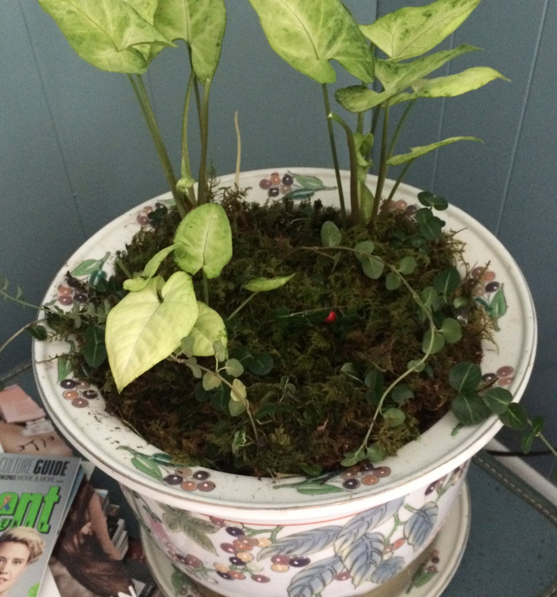 Living Moss - Fresh Sheet Moss Perfect for Terrariums and