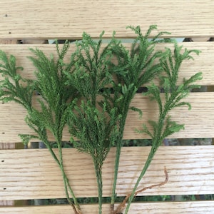 May include: Four sprigs of evergreen foliage with fine, needle-like leaves in a vibrant shade of green. Each stem features a branching structure that tapers toward the top, displaying a dense, feathery texture characteristic of coniferous plant life.