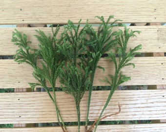 Princess Pine, Sustainably Harvested, Native Plant, Terrariums, Fairy Garden, Kokedama, Christmas Crafts, Wreaths, Rustic, Woodland Wedding