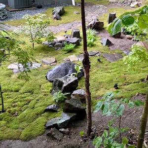 Bulk Sheet Moss ~ Feather Moss 8 square feet, Fresh Moss, NOT PRESERVED, Landscaping, Woodland Wedding Decor, Floral Supplies, Kokedama image 8