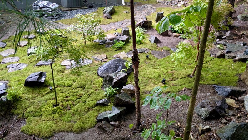 Bulk Sheet Moss ~ Feather Moss 8 square feet, Fresh Moss, NOT PRESERVED, Landscaping, Woodland Wedding Decor, Floral Supplies, Kokedama image 8