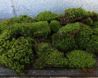 Moss, Mood Moss / Frog Moss, Terrariums, Fairy Gardens, Crafts, Wreaths, Rustic Wedding, Miniatures, Landscaping, Natural, Organic, Gift