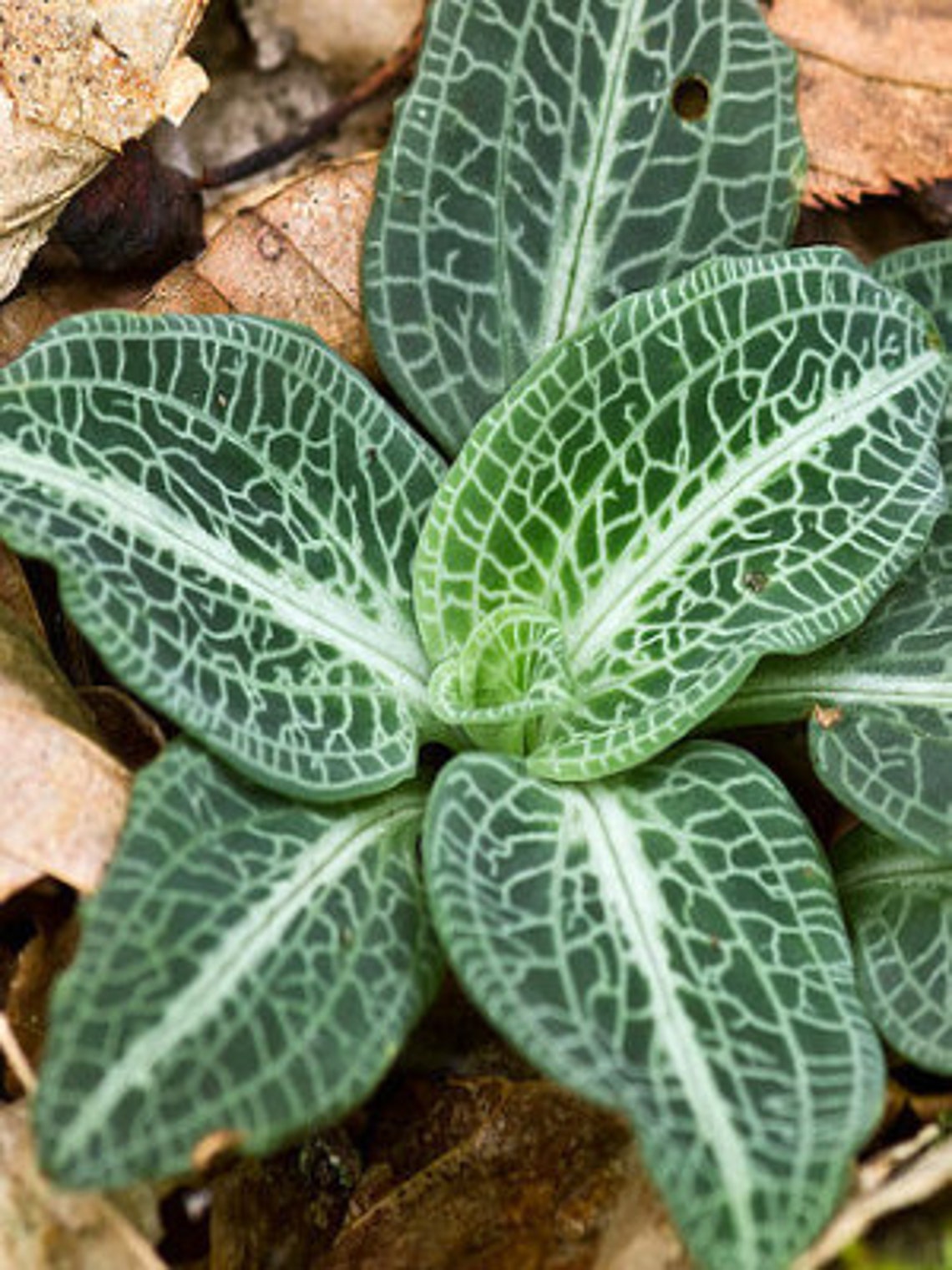 Terrarium Plant Rattlesnake Plantain Orchid Goodyera Etsy