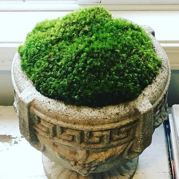 Miniature FAIRY GARDEN Terrarium ~ Decorative Preserved Sheet Moss ~ NEW