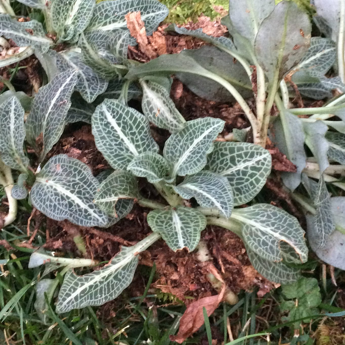 Terrarium Plant Rattlesnake Plantain Orchid Goodyera Etsy