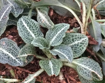 Terrarium Plant, Rattlesnake Plantain, Orchid, Goodyera pubescens, Fairy Garden, Bonsai, Native Plants, Sustainably Grown, Vivarium