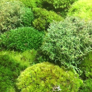 Moss, Bulk Moss Assortment ~ 8 sq ft, Live Moss, NOT PRESERVED, Woodland Wedding, Table Runner, Centerpiece, Fairy Garden, Enchanted Forest