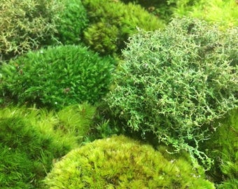Moss, Bulk Moss Assortment ~ 8 sq ft, Live Moss, NOT PRESERVED, Woodland Wedding, Table Runner, Centerpiece, Fairy Garden, Enchanted Forest