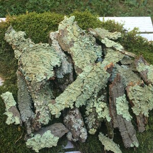 May include: A pile of light green and brown lichen bark pieces on a bed of green moss.