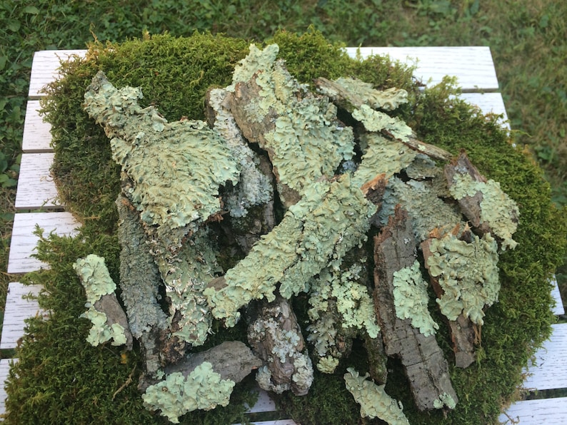 May include: A pile of light green and brown lichen bark pieces on a bed of green moss.