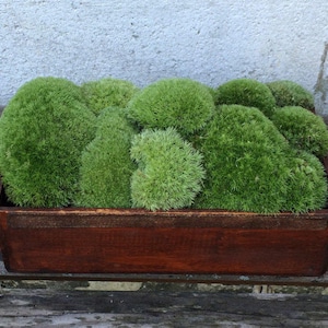 May include: A wooden planter box filled with a variety of green moss. The moss is arranged in a natural, organic way, creating a lush and textured display.