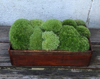 Moss, Cushion / Pillow Moss, Craft Supplies, Terrariums, Wreaths, Woodland Wedding, Organic, Fairy Garden, Reptile Habitat, Moss Bath Mat