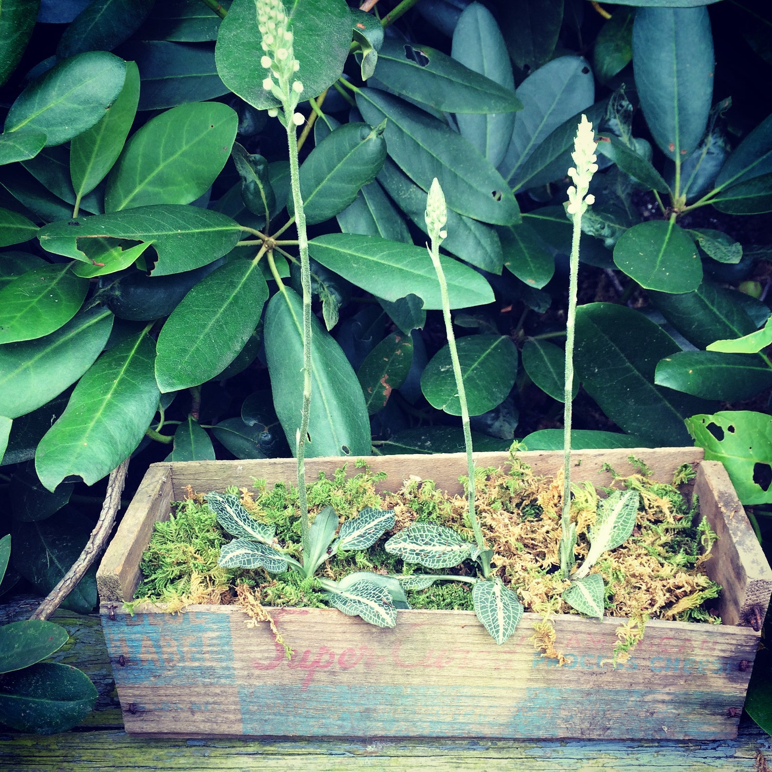 Terrarium Plant Rattlesnake Plantain Orchid Goodyera Etsy