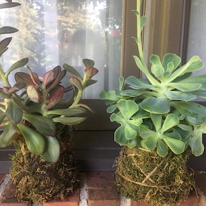 May include: Two succulent plants in moss-covered spheres. The plants are in a windowsill setting with brick behind them. One plant has green leaves with red edges, the other has light green leaves.