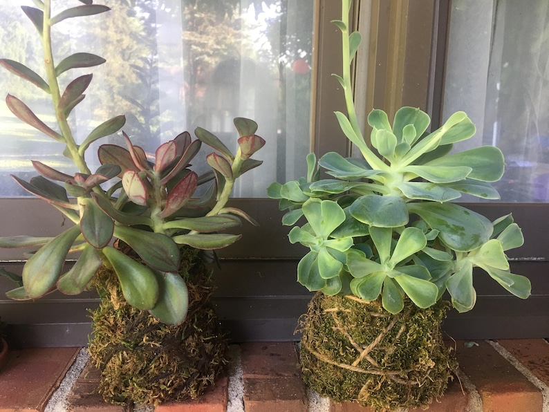 May include: Two succulent plants in moss-covered spheres. The plants are in a windowsill setting with brick behind them. One plant has green leaves with red edges, the other has light green leaves.