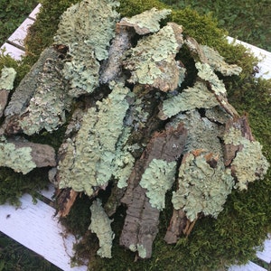 May include: A pile of light green and brown lichen bark pieces on a bed of green moss. The lichen bark is arranged in a random pattern and is a natural material.