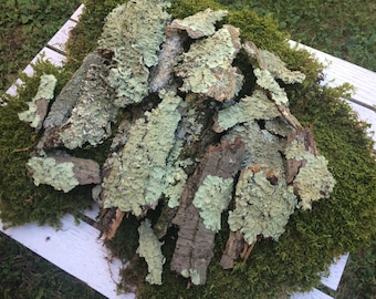 Può includere: Un mucchio di pezzi di corteccia di lichene verde chiaro e marrone su un letto di muschio verde. La corteccia di lichene è disposta in modo casuale ed è un materiale naturale.
