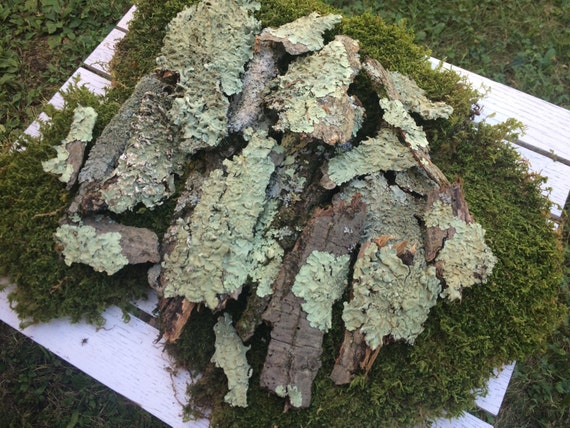 Lichen Covered Bark, Floral Design, Fairy Garden, Vivarium, Isopods, Woodland Crafts, Terrariums, Organic, Untreated