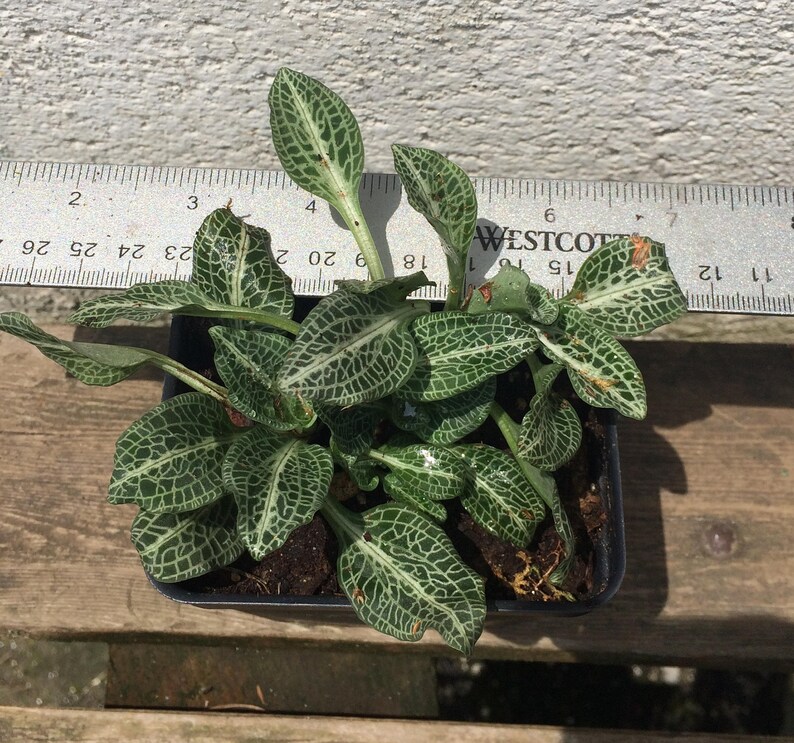Terrarium Plant Rattlesnake Plantain Orchid Goodyera Etsy
