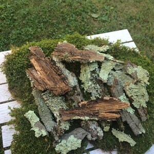 May include: A pile of brown bark pieces with green moss and lichen on a white wooden surface.