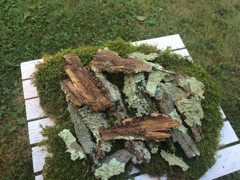 May include: A pile of brown bark pieces with green moss and lichen on a white wooden surface.