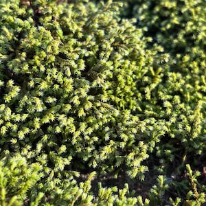 May include: Close-up of a dense patch of green moss with a slightly yellow hue. The moss has a textured, almost spiky appearance, with tiny, needle-like leaves. The image is well-lit, highlighting the details of the plant.
