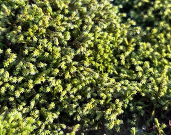 Fresh Sun Moss / Hoary Fringe Moss ~ Live Forest Moss, Terrarium, Fairy Garden, Reptile Habitat, Vivarium