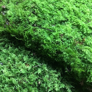 May include: A close-up of a patch of vibrant green moss. The moss is soft and lush, with a variety of textures and shades of green.