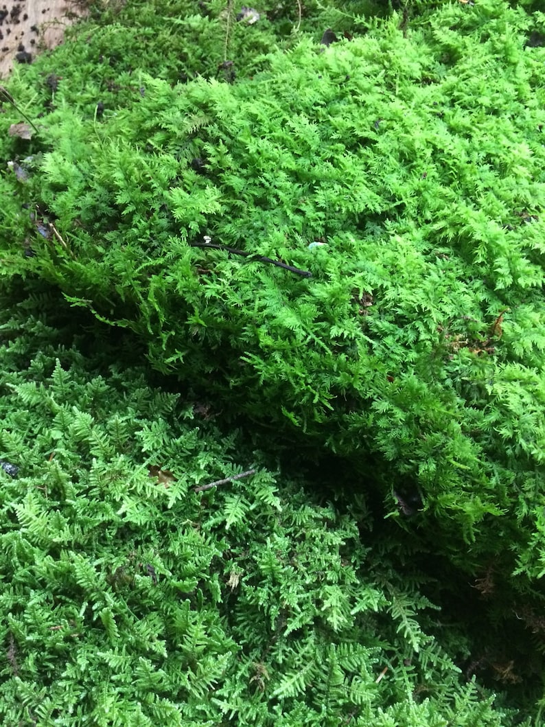 May include: A close-up of a patch of vibrant green moss. The moss is soft and lush, with a variety of textures and shades of green.