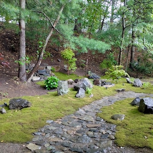 Bulk Sheet Moss ~ Feather Moss 8 square feet, Fresh Moss, NOT PRESERVED, Landscaping, Woodland Wedding Decor, Floral Supplies, Kokedama image 9