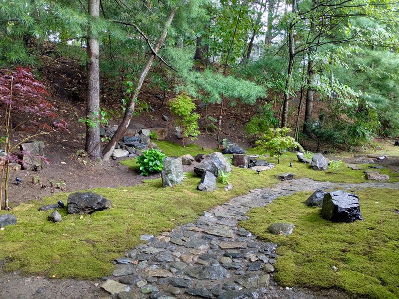 Bulk Sheet Moss ~ Feather Moss 8 square feet, Fresh Moss, NOT PRESERVED, Landscaping, Woodland Wedding Decor, Floral Supplies, Kokedama image 9