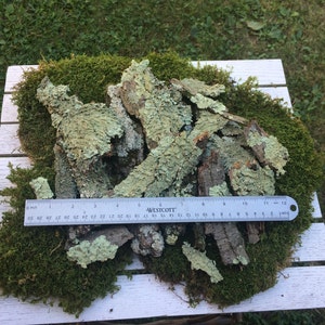 May include: A pile of light green and brown lichen bark pieces on a bed of green moss. A ruler is placed on top of the lichen bark, measuring 12 inches.