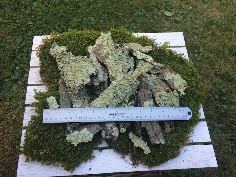 May include: A pile of light green and brown lichen bark pieces on a bed of green moss. A ruler is placed on top of the lichen bark, measuring 12 inches.