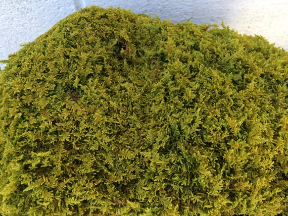 Buy Sheets of Preserved Moss for Woodland Centerpieces, Terrariums