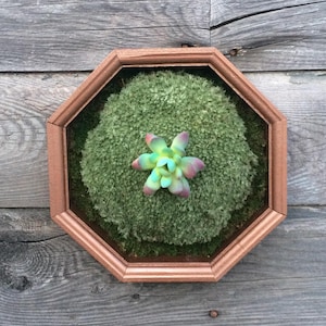 May include: A round, green moss ball with a small, colorful succulent plant in the center, displayed in an octagonal, copper-colored frame.