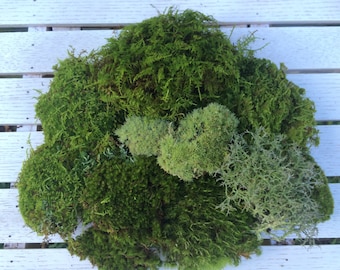 Moss, Assortment Pack, Terrariums, Crafts, Miniatures, Fairy Gardens, Wedding Decor, Moss Mat, Shade Garden, Vivariums, Wreaths, Bonsai