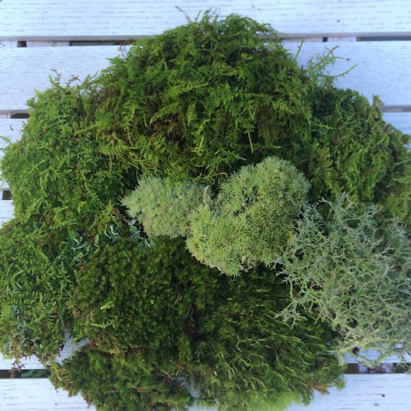 Moss, Assortment Pack, Terrariums, Crafts, Miniatures, Fairy Gardens, Wedding Decor, Moss Mat, Shade Garden, Vivariums, Wreaths, Bonsai