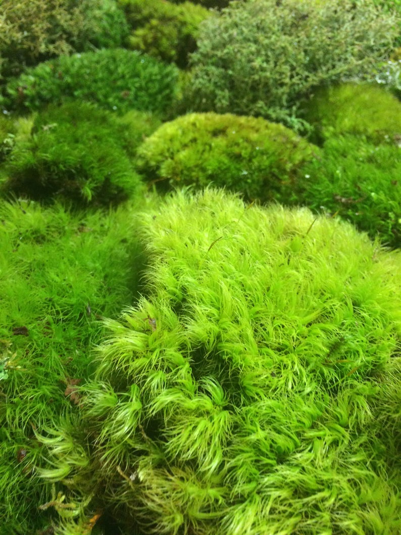 Moss Bulk Moss Assortment 8 sq ft Live Moss NOT Etsy