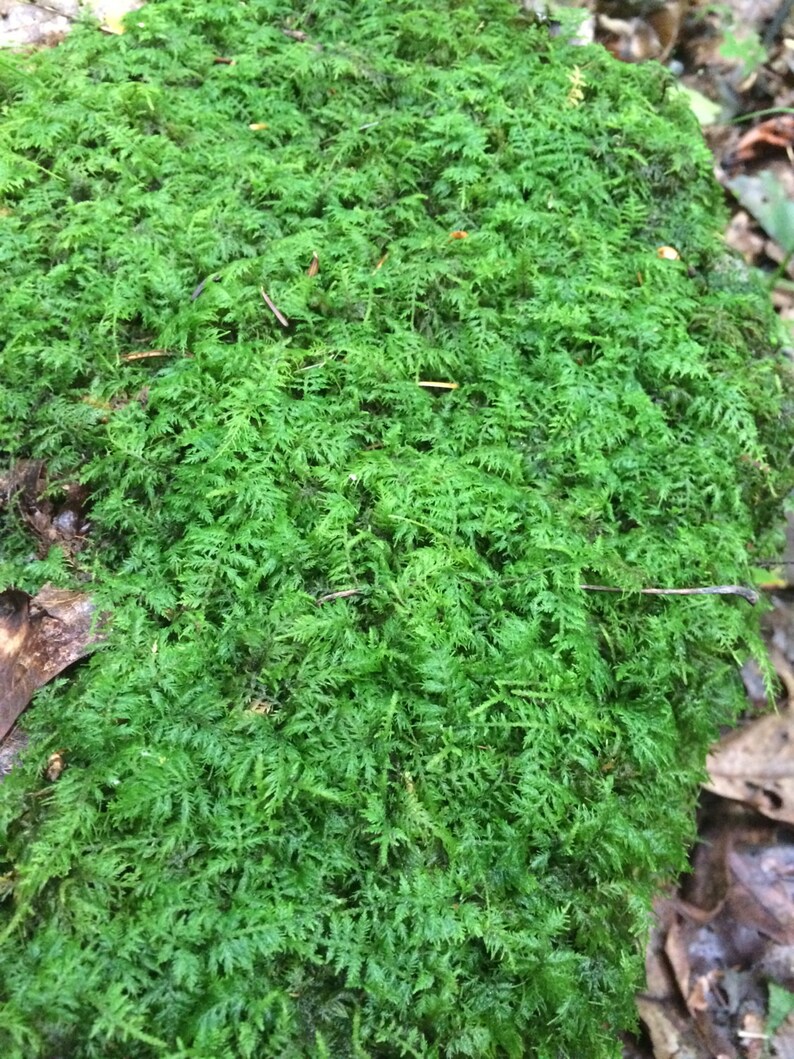 Living Mixed Moss Perfect for terrariums, Bonsai and kokedamas 9x12 Sheet | Pricepulse