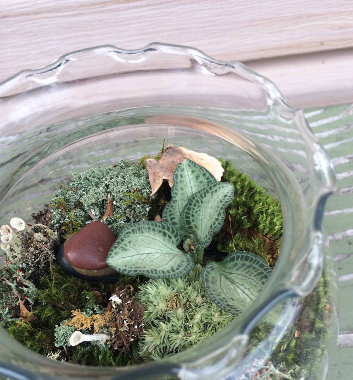 Terrarium Plant Rattlesnake Plantain Orchid Goodyera Etsy