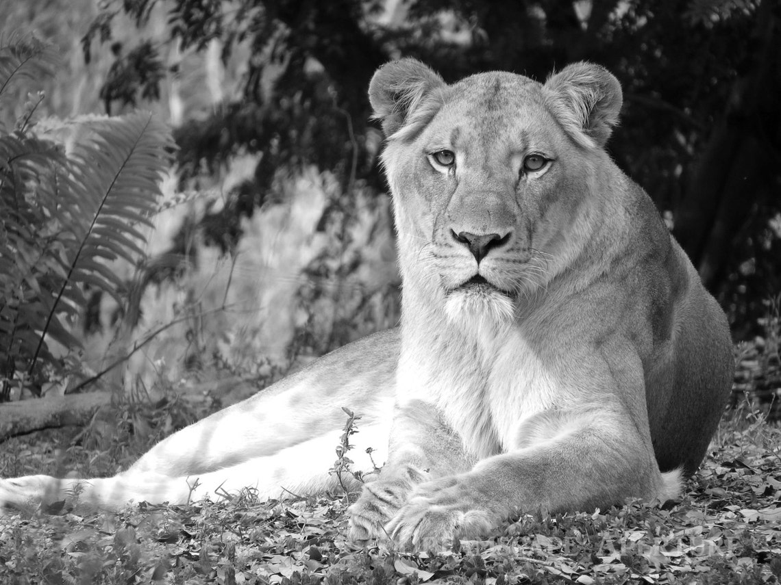 Lioness Photography Print Lioness Black &amp; White Lioness | Etsy