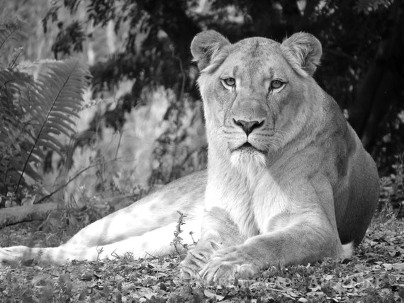 black lioness black lioness