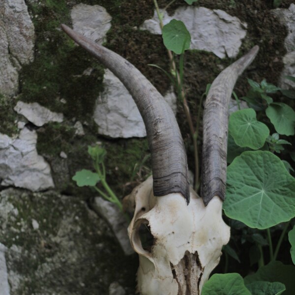 Big goat skull, female.