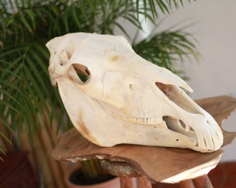 HUGE Adult Horse skull, all teeth. Male, you have fangs. Died by natural causes.64 cm length.