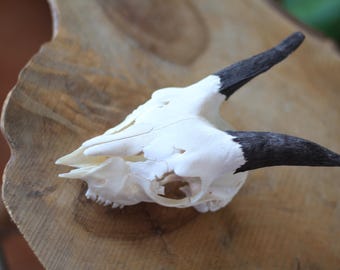 Awesome MOUFLON SHEEP - Full Skull,with Nice Horns Taxidermy